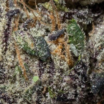 Black Truffle(INDICA) - Image 2
