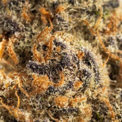 Granddaddy Purp(INDICA) - Image 2