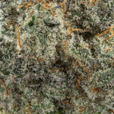 MAC 1(HYBRID) - Image 2
